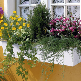 Compozițiede 6 plante pentru balcon