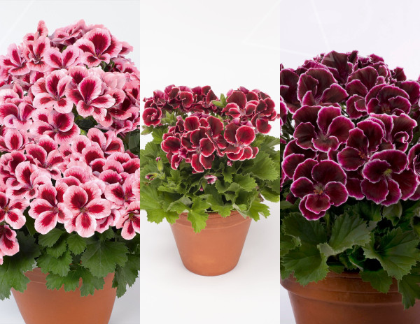 Ofertă 3 Mușcate Aristo