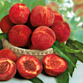 Piersic Rubino, cu pulpă roșie