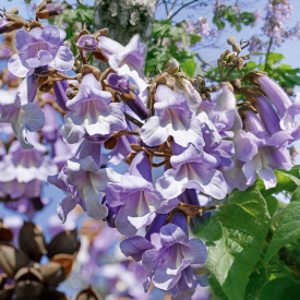 Paulownia - Arborele prințesei 