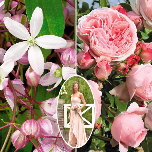 Compoziţie de clematită Apple Blossom şi trandafir Giardina