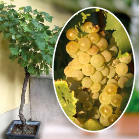 Viţă de vie Phönix