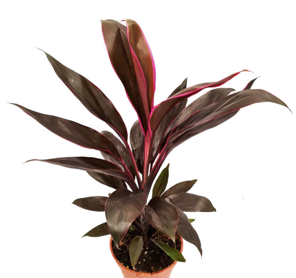 Cordiline Tango