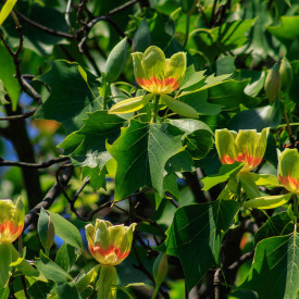 Arborele de lalea Tulipo
