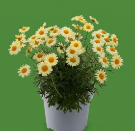 Margaretă, galbenă