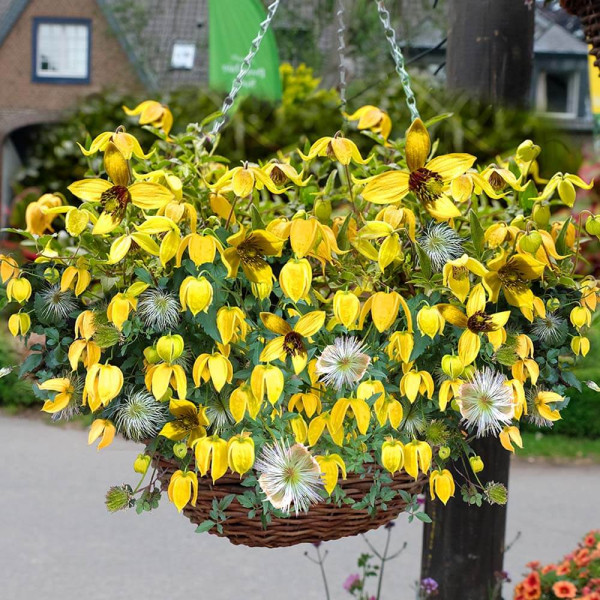 Clematită Little Lemons
