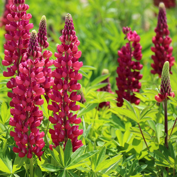 Lupin roşu