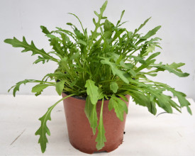 Rucola