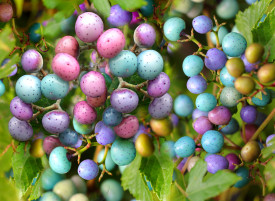 Ampelopsis