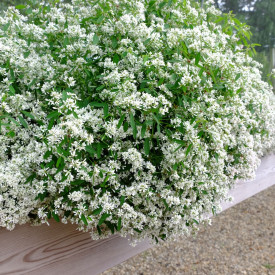 Regina zăpezii Diamond Cloud (3 buc)