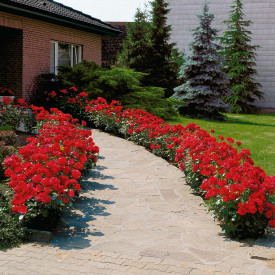 Trandafir roșu pentru straturi, în ghiveci