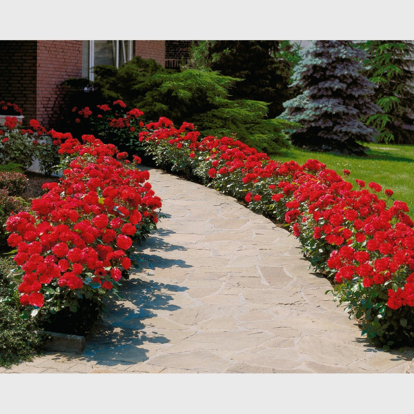 Trandafir pentru gard viu, roşu (5 buc)