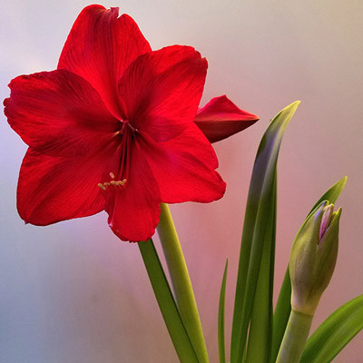 Amarilis în ghiveci