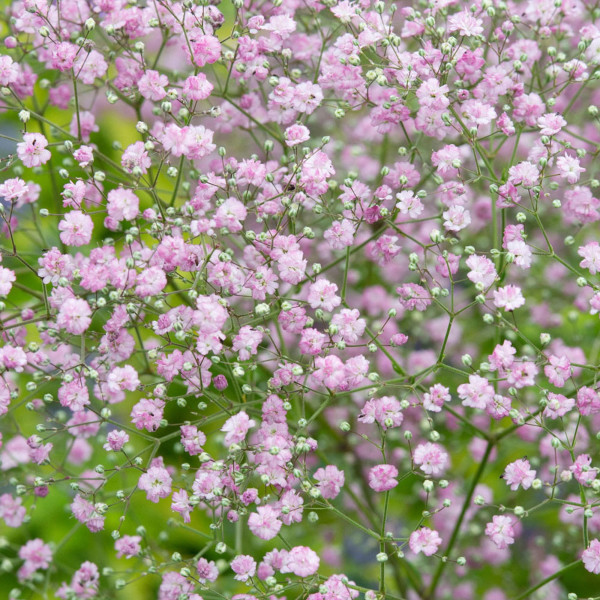 Floarea Miresei