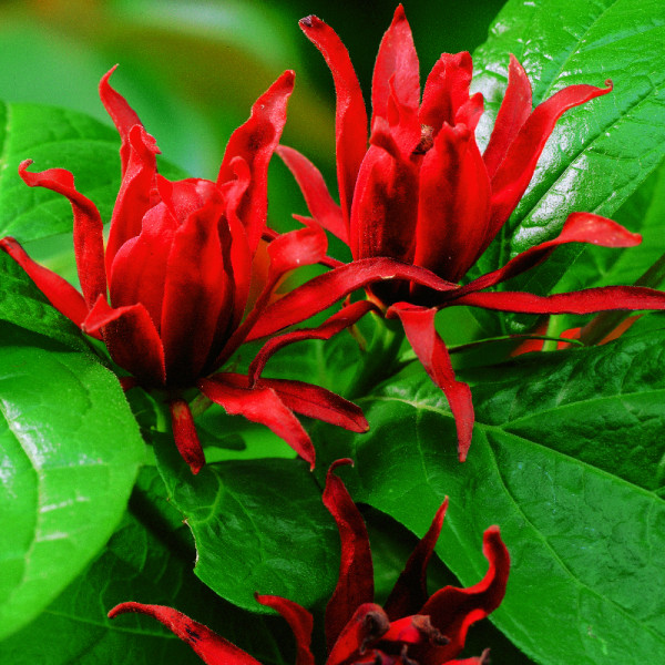 Garofiţă piperată