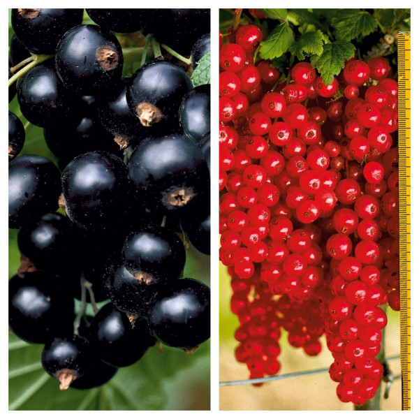 Coacăz cu tulpină înaltă (2 buc)