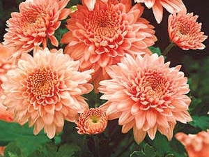 Crizantemă Shippi Apricot