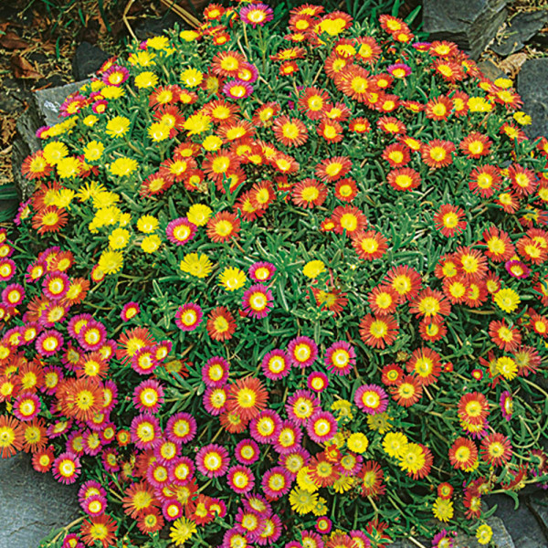 Floare de cristal Orange Wonder