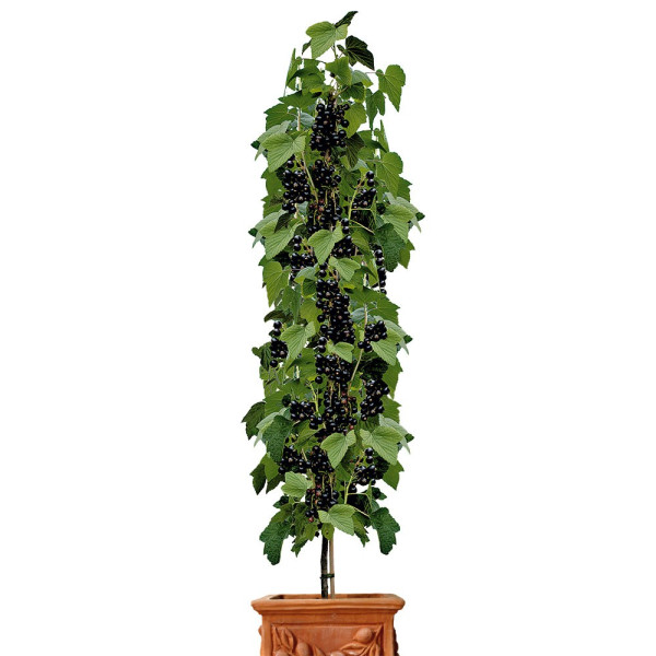 Coacăz columnar Titania