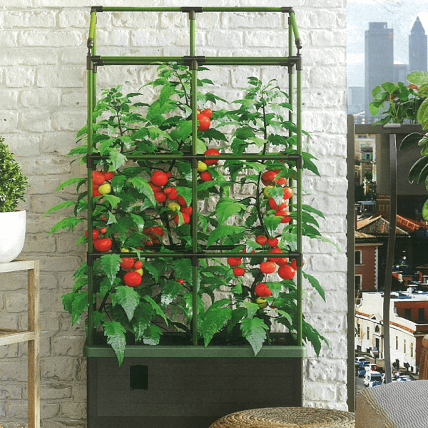 Mini grădină City Jungle