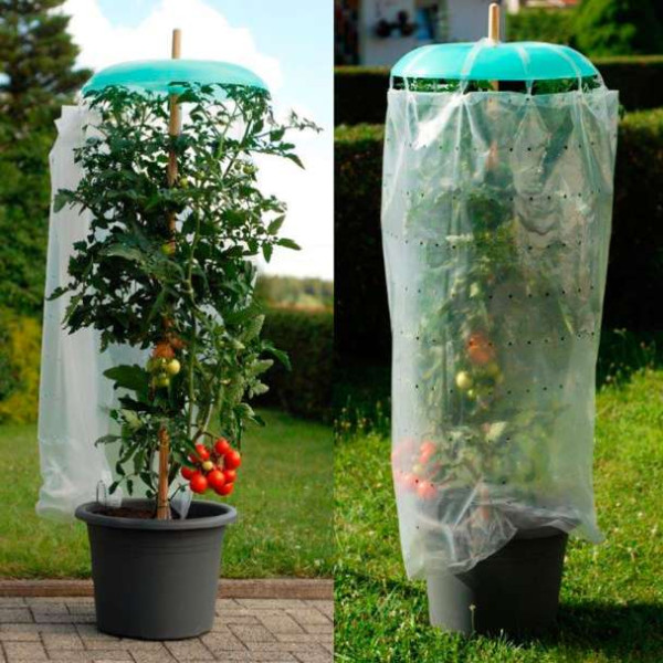 Protecție pentru tomate, set