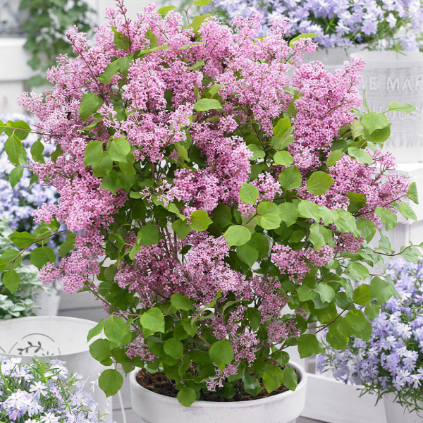 Liliac pitic roz