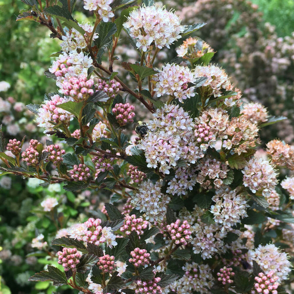 Fizocarp Sweet Cherry Tea (3 buc)