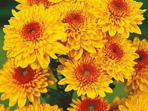 Crizantemă Beppie Bronce