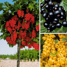 3 coacăzi cu tulpină înaltă