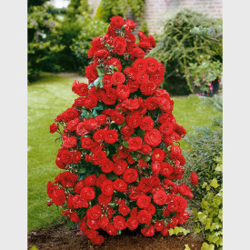 Trandafir-tufă, roşu Castella