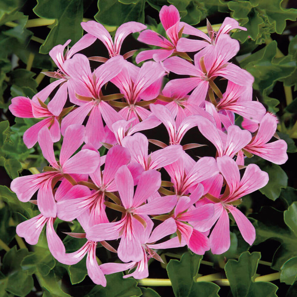 Mușcate curgătoare roz, Stellena (3 buc)