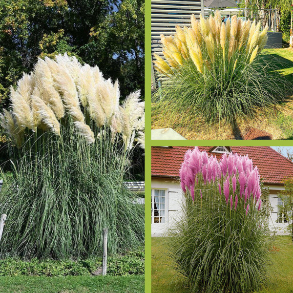 Ofertă Iarbă de pampas (3 buc)