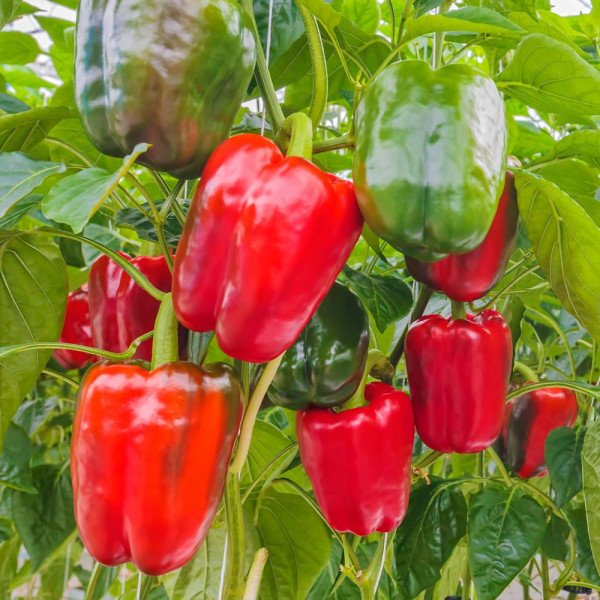 Ardei visul pustiului F1