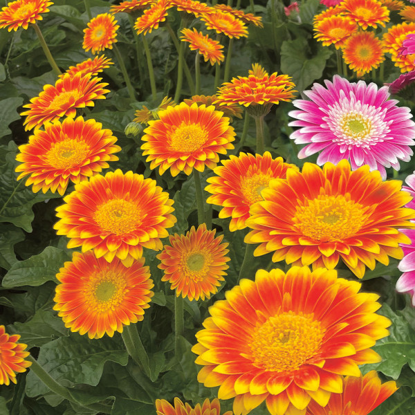 Gerbera Sweet Blaze portocalie-galbenă (3 buc)