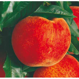 Piersic Redhaven, în ghiveci