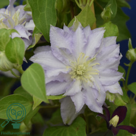 Clematită Dancing King