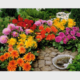 Dalii pitice (6 buc)