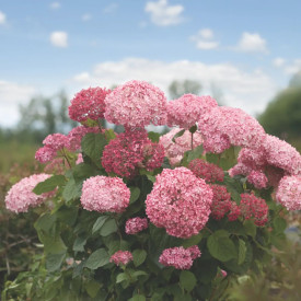 Hortensie Pink Annabelle