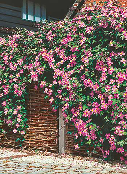 Clematită Montana Rubens, roz