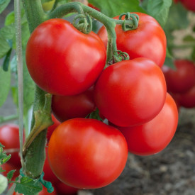 Tomate Maestria F1 cu creştere nedetrminată
