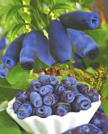 Boaba de miere Aurora