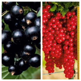 Coacăz cu tulpină înaltă (2 buc)