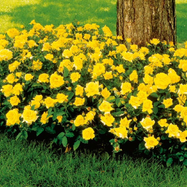 Trandafir galben auriu pentru straturi, în ghiveci