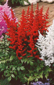 Astilbe roşu închis (3 buc)