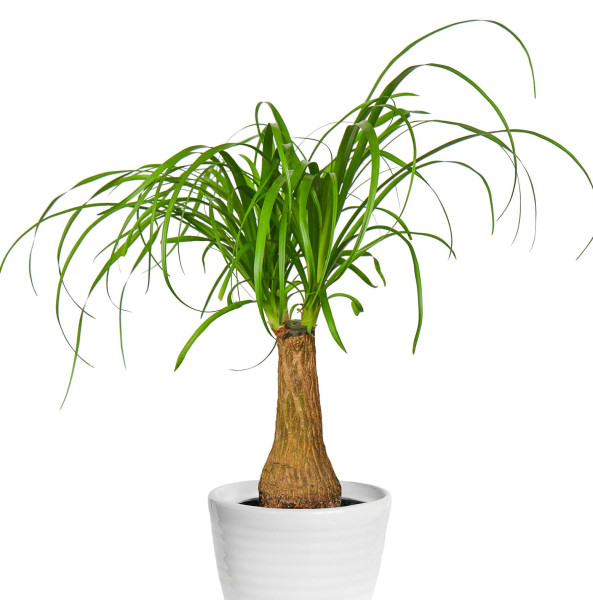 Planta Picior de elefant