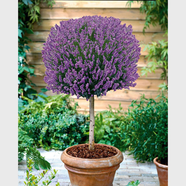 Levănţică cu tulpină înaltă