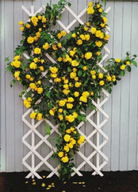 Trandafir căţărător galben Royal Gold în ghiveci