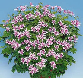 Muşcată parfumată Citronella (3 buc)