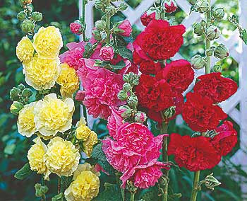 Nalbă de grădină, mix de culoare (3 buc)