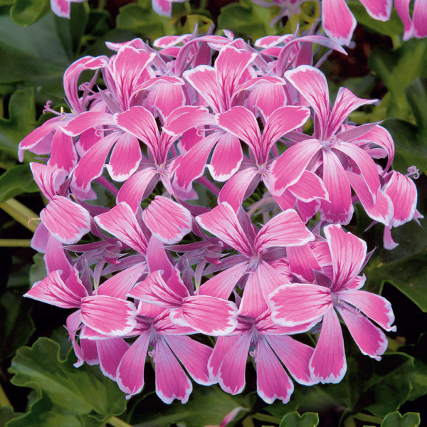 Mușcate curgătoare roz, Stellena (3 buc)